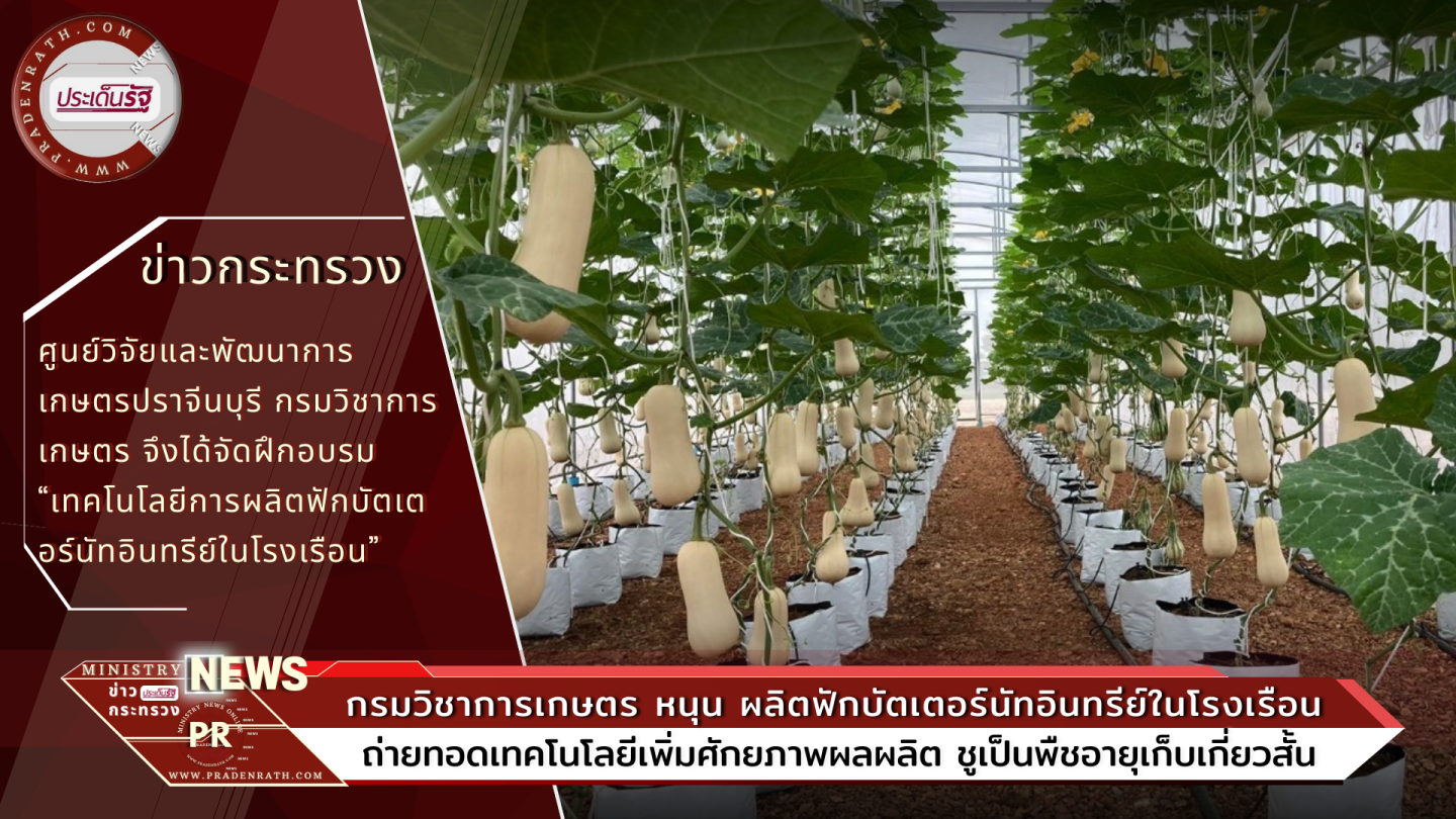 กรมวิชาการเกษตร หนุน ผลิตฟักบัตเตอร์นัทอินทรีย์